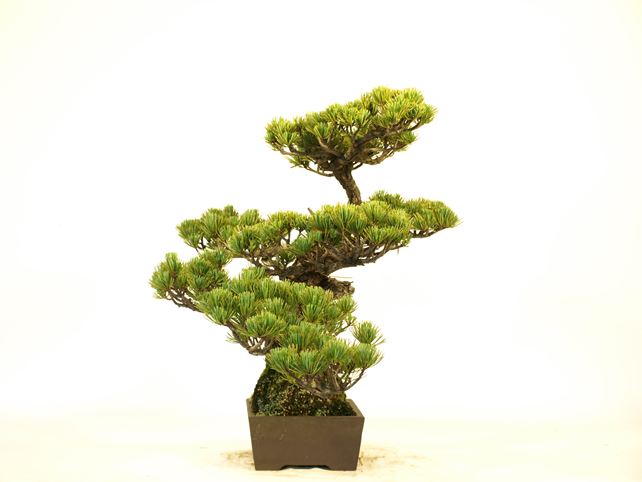 五葉松盆栽 斜幹 左面