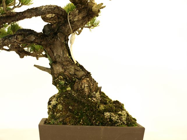 五葉松盆栽 斜幹 根元拡大