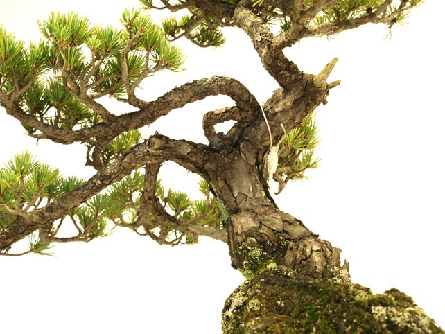 五葉松盆栽 斜幹 枝周り