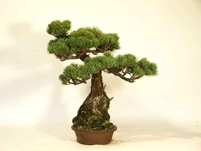 五葉松盆栽 斜幹 右面