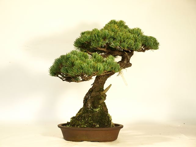 五葉松盆栽 斜幹 背面
