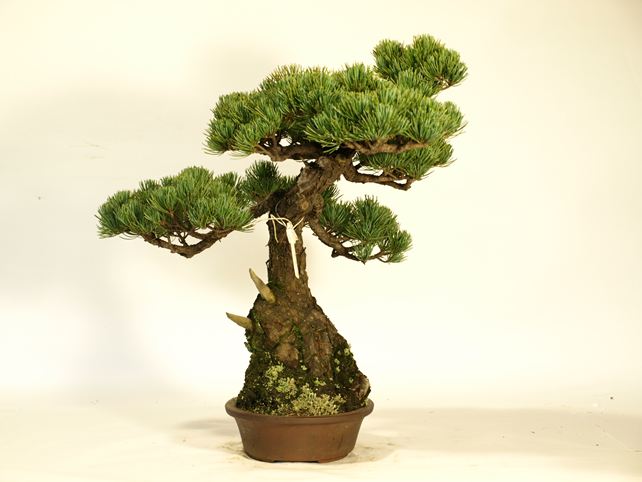 五葉松盆栽 斜幹 左面