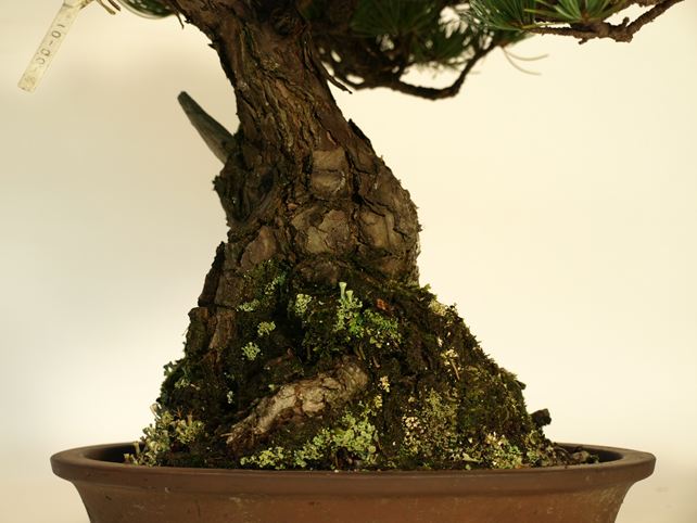 五葉松盆栽 斜幹 根元拡大