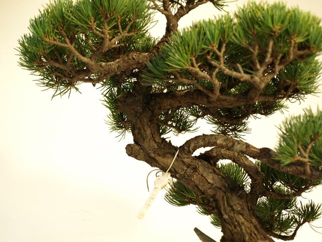 五葉松盆栽 斜幹 枝周り