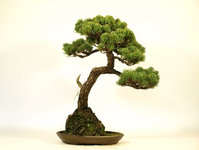 五葉松盆栽 文人 背面