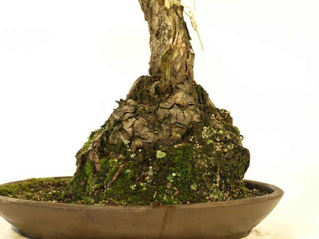 五葉松盆栽 文人 根元拡大