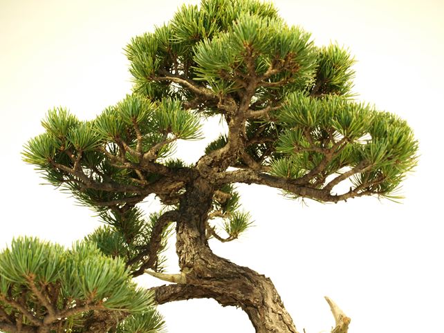 五葉松盆栽 文人 枝周り