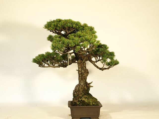 五葉松盆栽 文人 右面