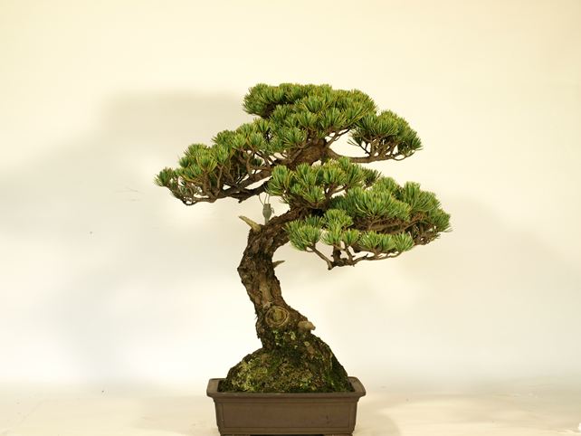 五葉松盆栽 文人 背面