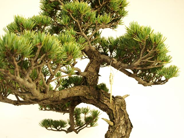 五葉松盆栽 文人 枝周り