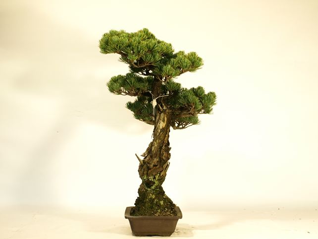 五葉松盆栽 文人 右面