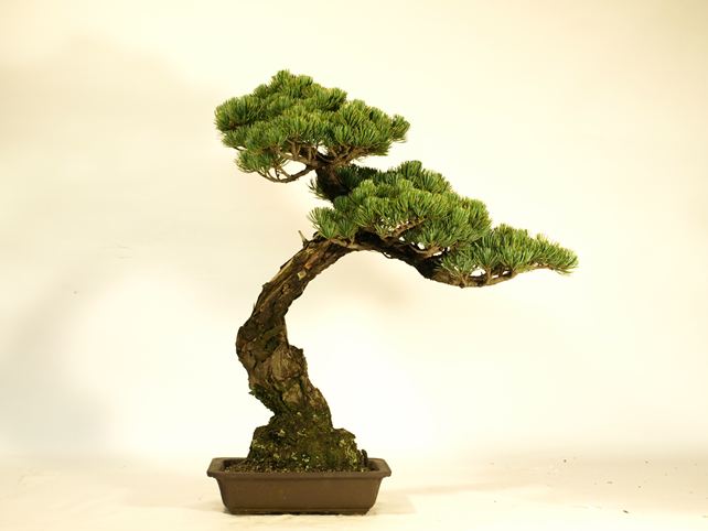 五葉松盆栽 文人 背面