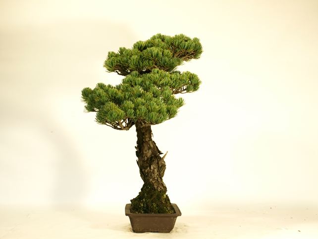 五葉松盆栽 文人 左面