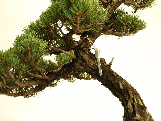 五葉松盆栽 文人 枝周り