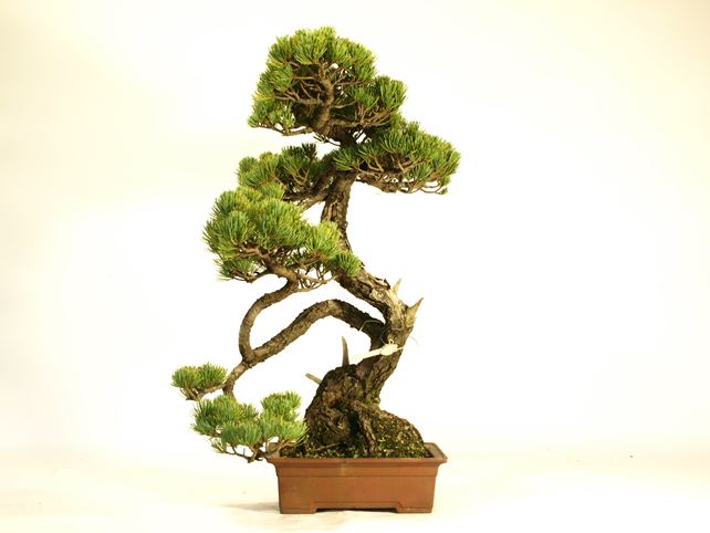 五葉松盆栽 文人 No.a9-23 | 五葉松 専門盆栽園 松風園(しょうふうえん