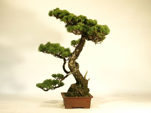 五葉松盆栽 文人 右面