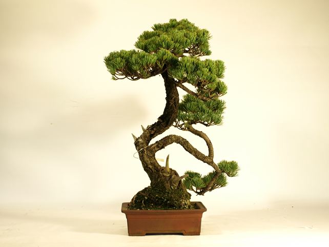 五葉松盆栽 文人 No.a9-23 | 五葉松 専門盆栽園 松風園(しょうふうえん