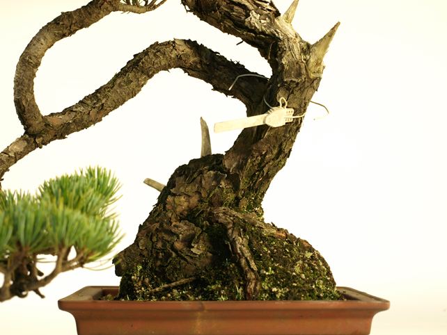 五葉松盆栽 文人 根元拡大