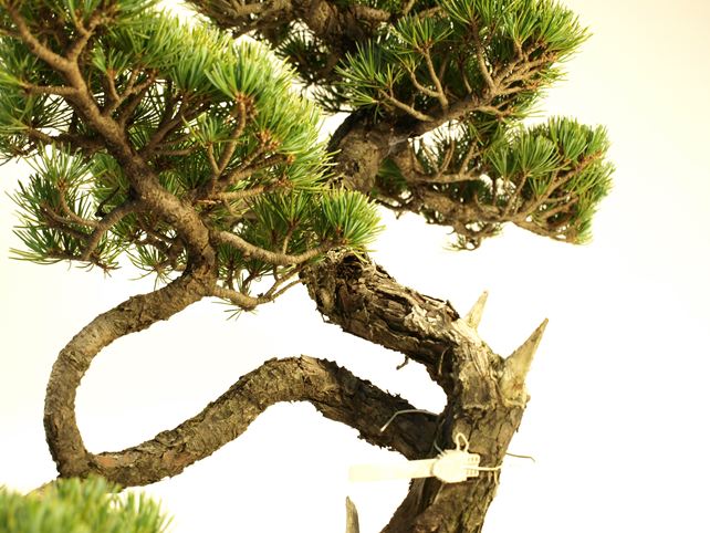 五葉松盆栽 文人 No.a9-23 | 五葉松 専門盆栽園 松風園(しょうふうえん