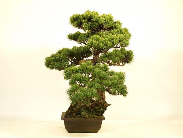 五葉松盆栽 模様木 右面