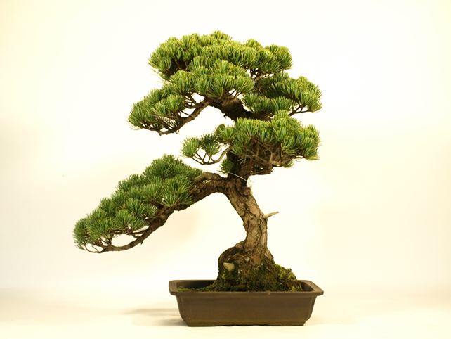 五葉松盆栽 模様木 背面