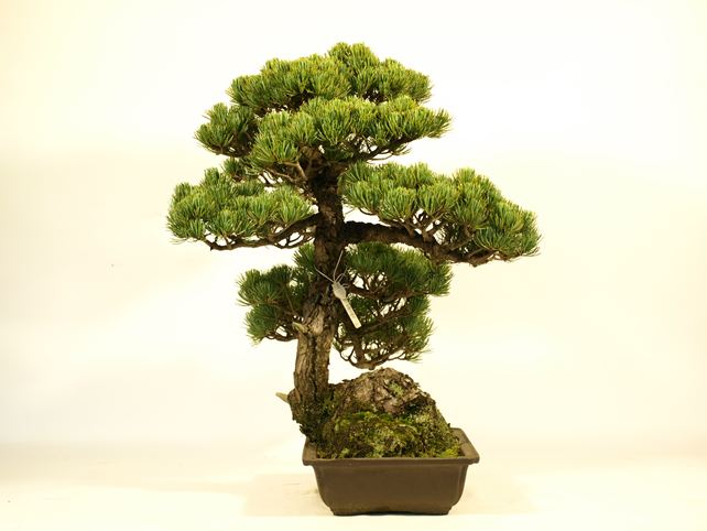 五葉松盆栽 模様木 左面