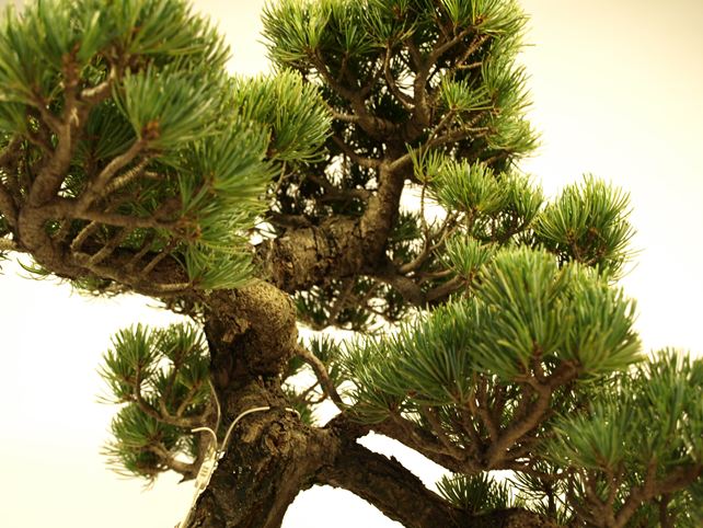 五葉松盆栽 模様木 枝周り