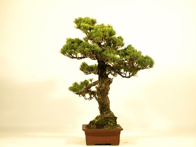 五葉松盆栽 文人 右面
