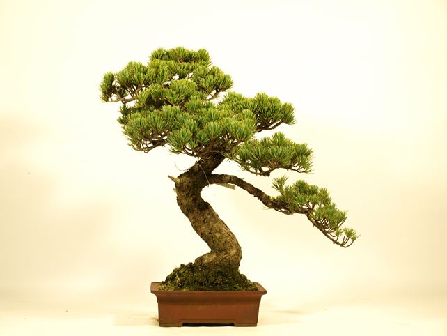 五葉松盆栽 文人 背面