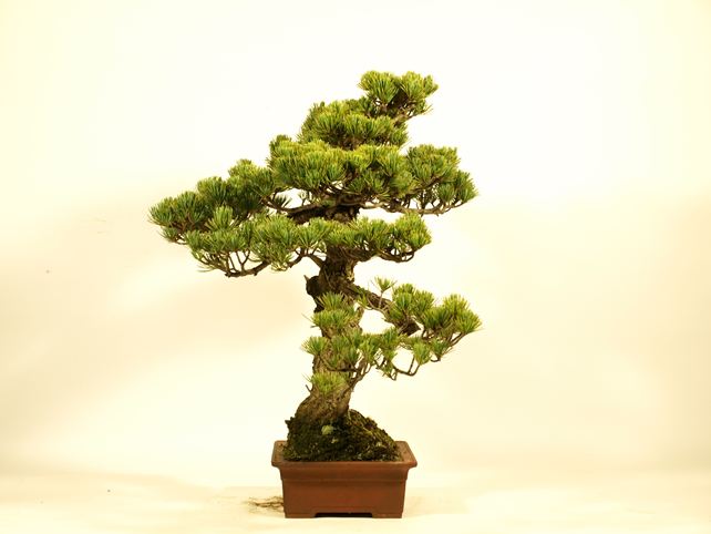 五葉松盆栽 文人 左面