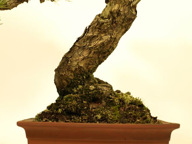 五葉松盆栽 文人 根元拡大