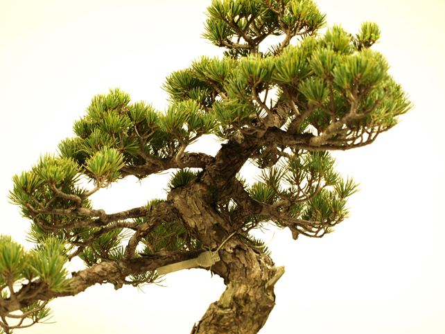 五葉松盆栽 文人 枝周り