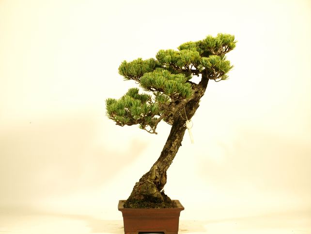 五葉松盆栽 文人 右面