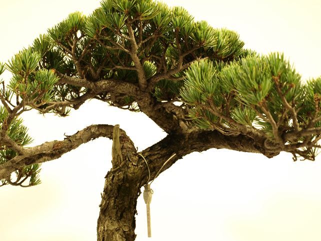 五葉松盆栽 文人 枝周り