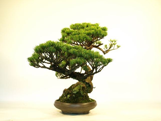 五葉松盆栽 斜幹 右面