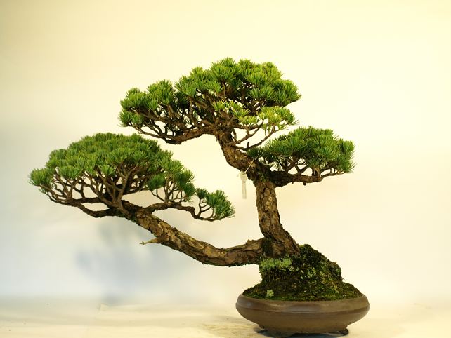 五葉松盆栽 斜幹 背面