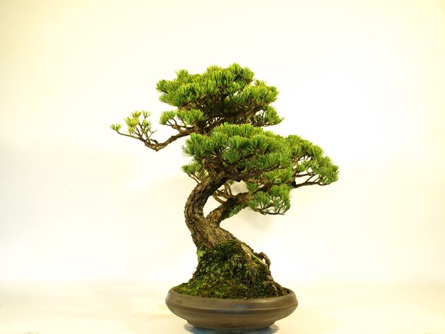 五葉松盆栽 斜幹 左面