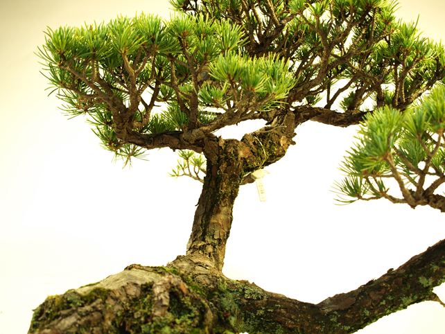 五葉松盆栽 斜幹 枝周り