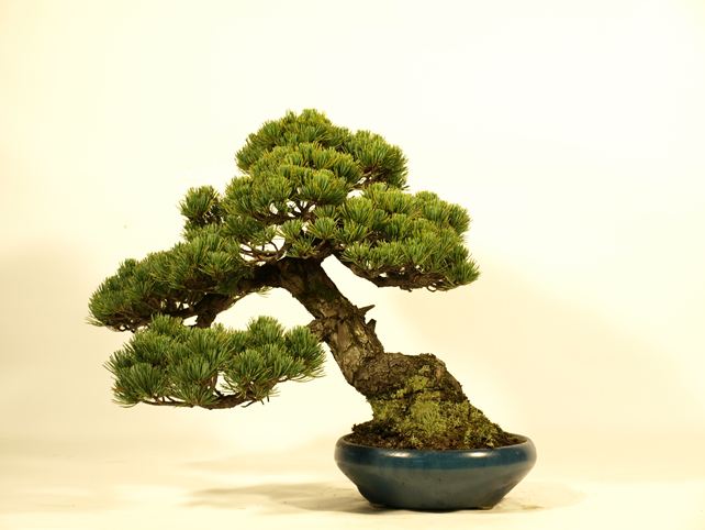 五葉松盆栽 斜幹 背面