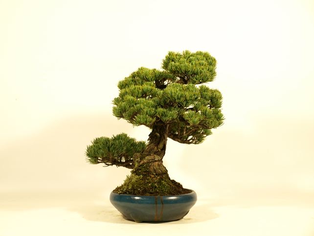 五葉松盆栽 斜幹 左面