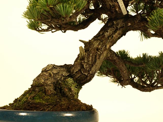 五葉松盆栽 斜幹 根元拡大