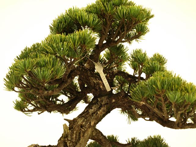 五葉松盆栽 斜幹 枝周り