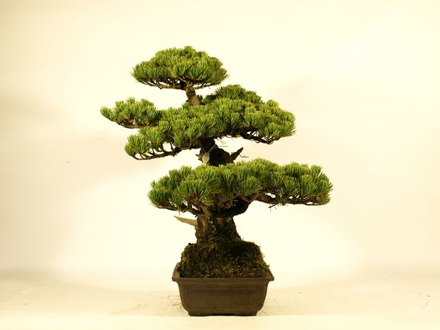 五葉松盆栽 斜幹 右面