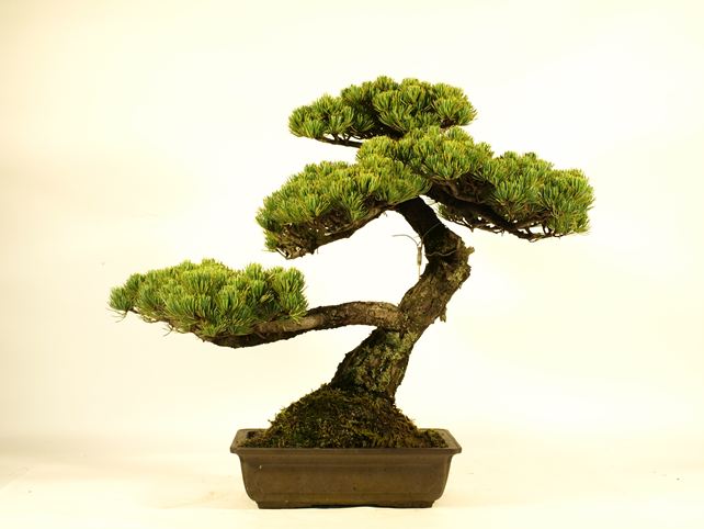 五葉松盆栽 斜幹 背面