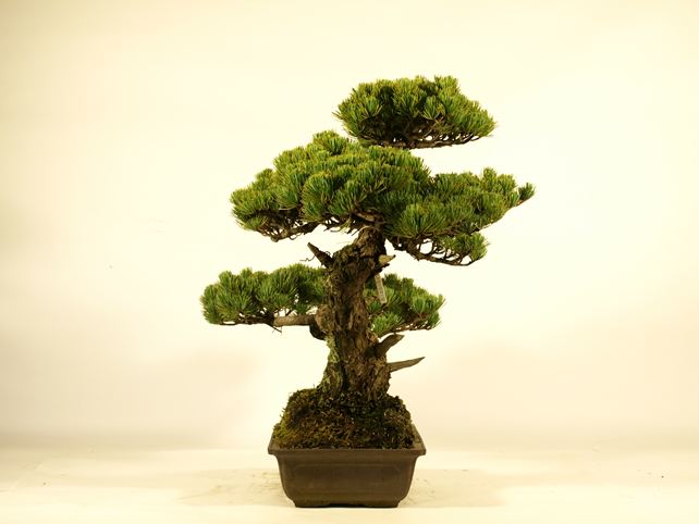 五葉松盆栽 斜幹 左面