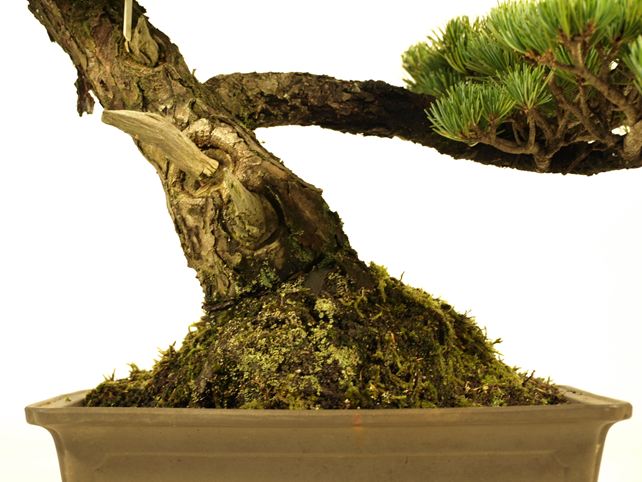 五葉松盆栽 斜幹 根元拡大