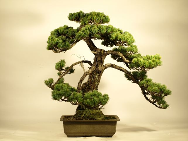 五葉松盆栽 模様木 背面