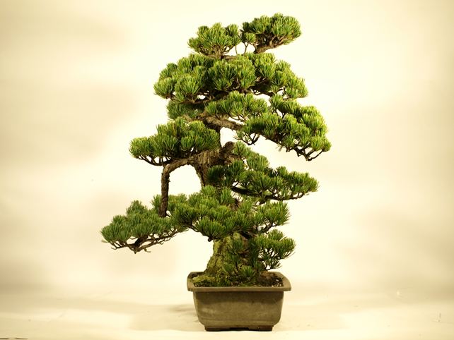 五葉松盆栽 模様木 左面