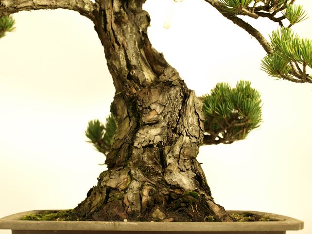 五葉松盆栽 模様木 根元拡大