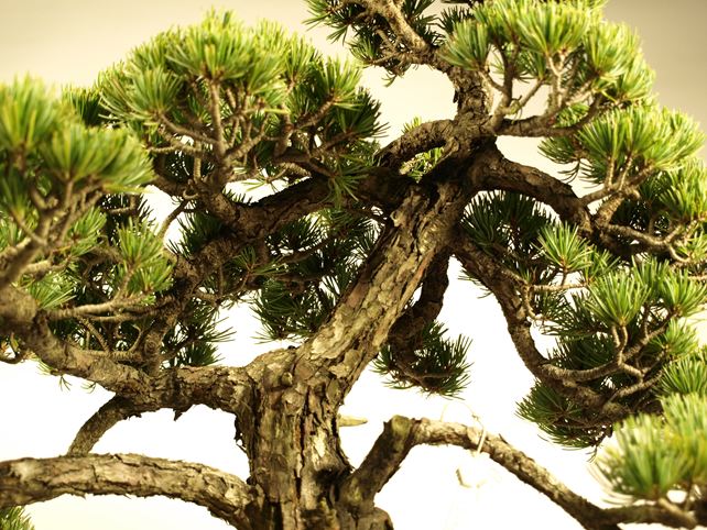 五葉松盆栽 模様木 枝周り